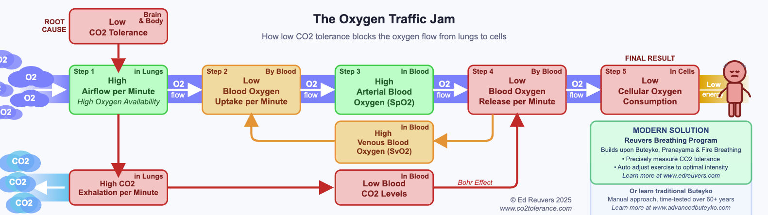 The Oxygen Traffic Jam - How Low CO2 Tolerance Blocks Oxygen Flow from Lungs to Cells